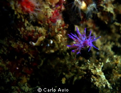 Flabellina affinis by Carlo Avio 